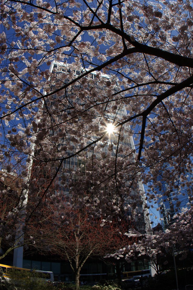 A Cherry Blossom Ceiling