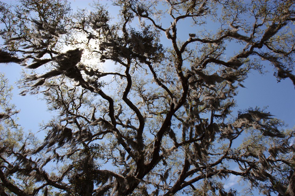 Silhouette Tree