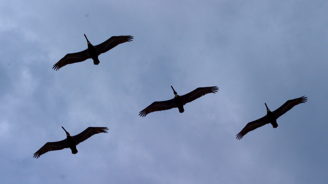 Pelican Formation