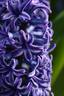 Purple Hyacinth