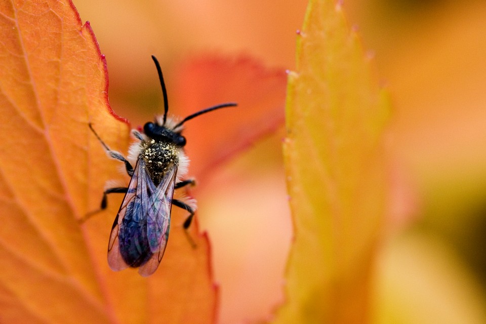 The Leaf Inhabitant