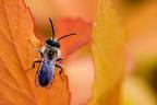 The Leaf Inhabitant