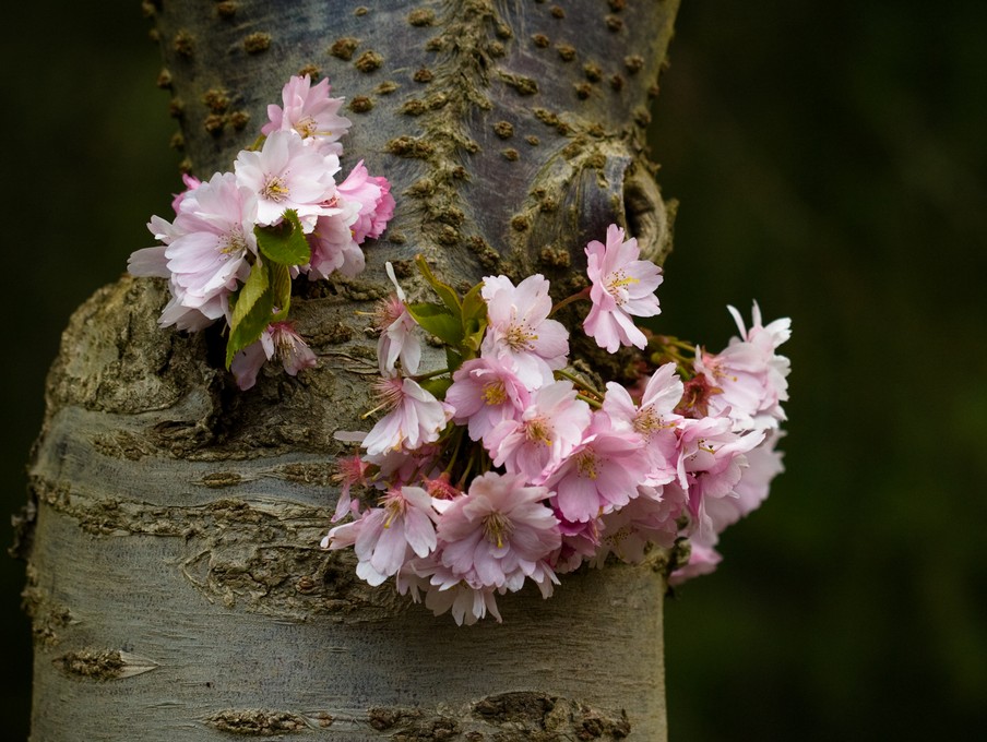 Blooms from the Base