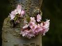 Blooms from the Base