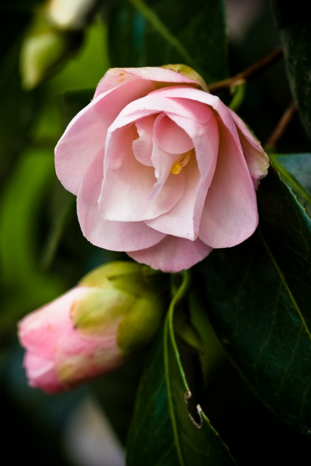 Pink Petals