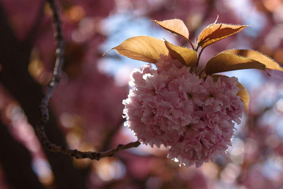 Sakura