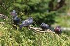 Five Pigeons in a Tree