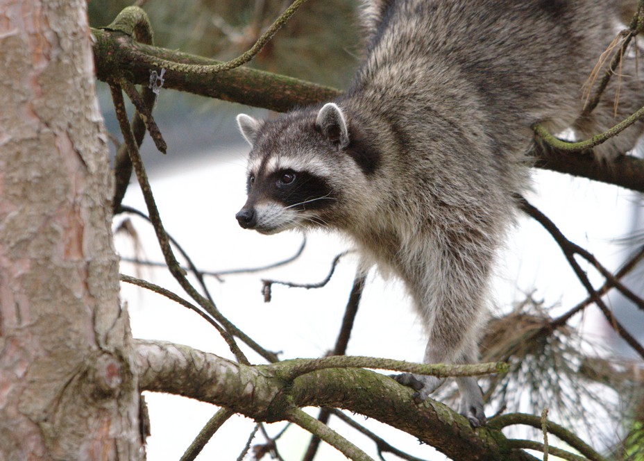 Mischief Does a Raccoon Good... or Bad?