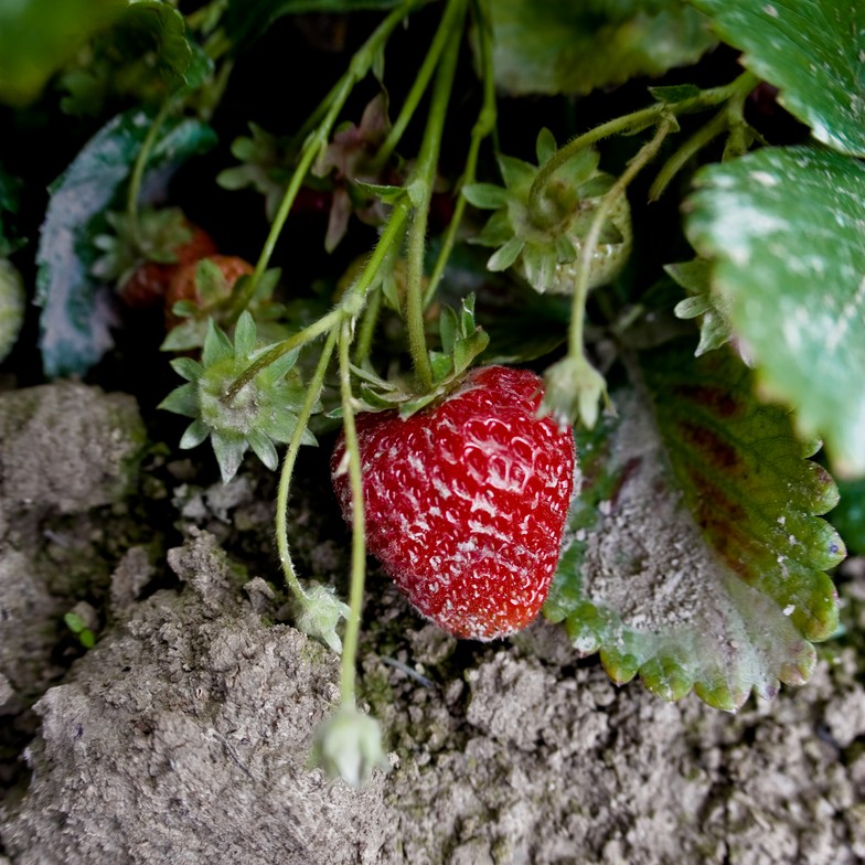 Ready for Picking