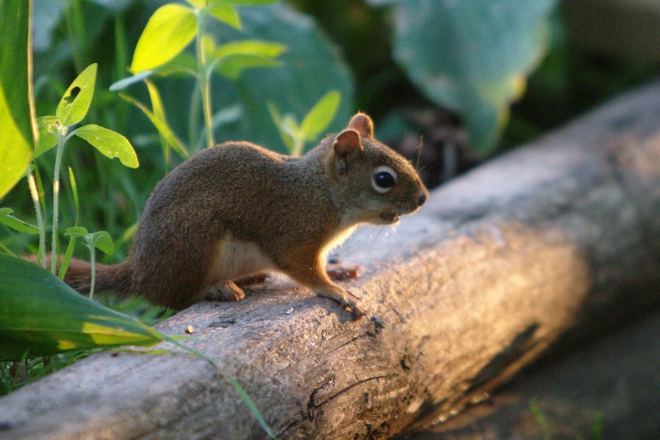 Mr. Chipmunk