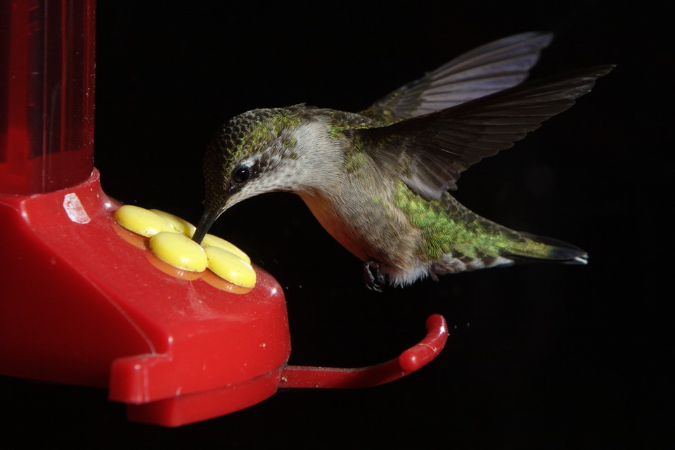 Happy Hummingbird