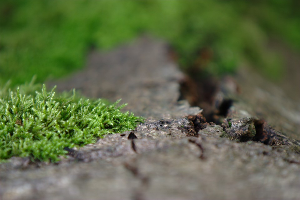 Mossy Tree