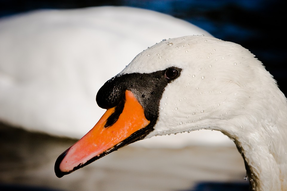 The Beads of a Swan