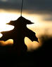 Stark Silhouette of a Leaf