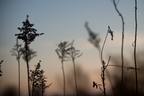 Silhouette of Dormancy