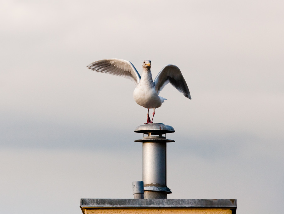 King of the Chimney