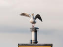 King of the Chimney