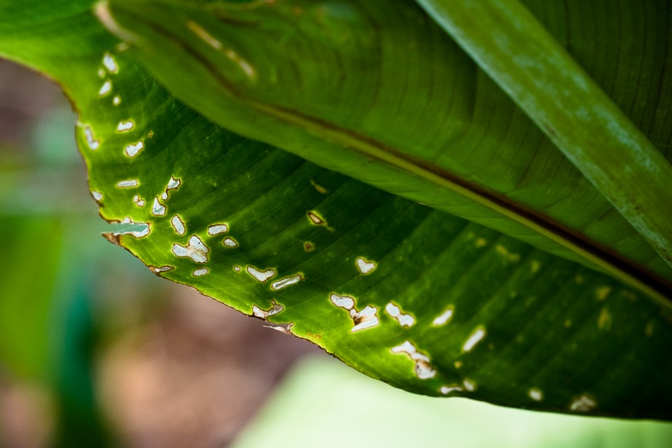 Leaf Bites