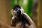 Monkey See