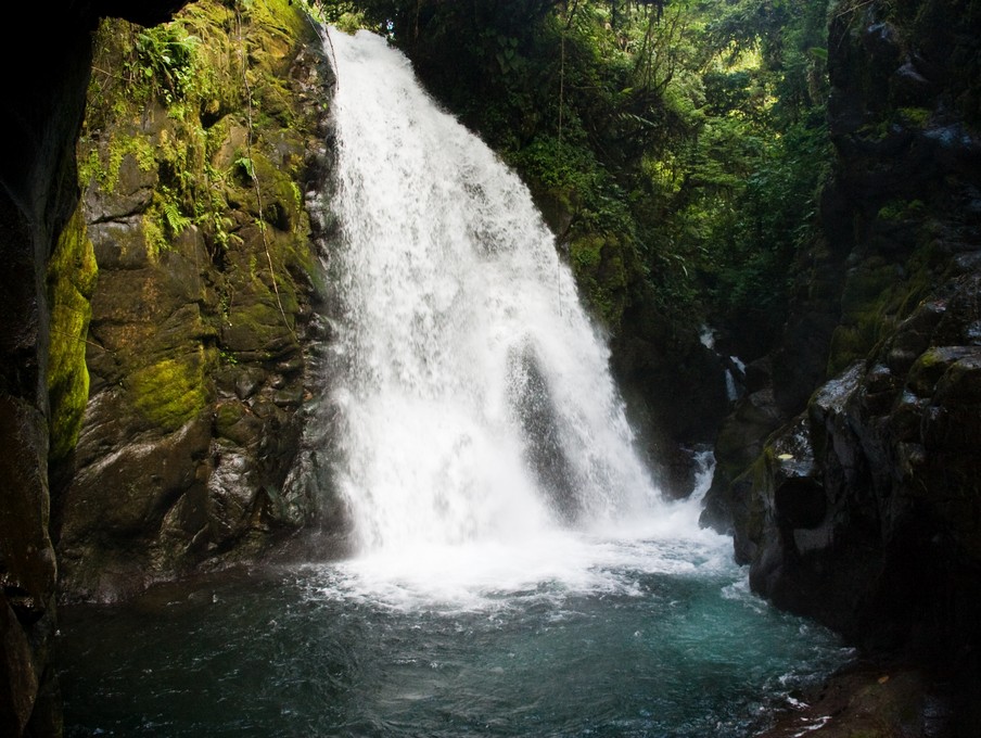 Falling into the Rainforest