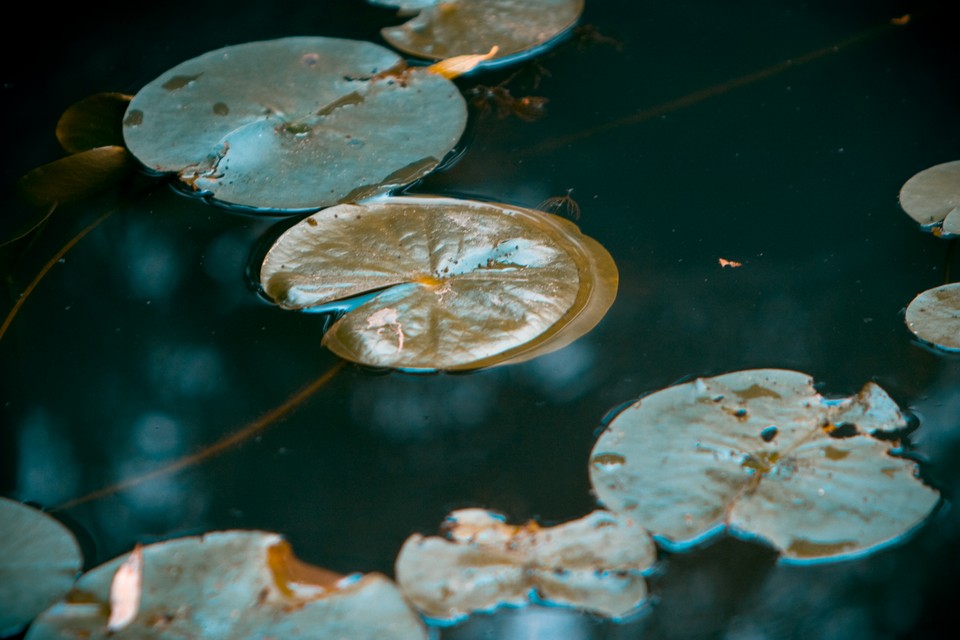 Psychedelic Lilypads