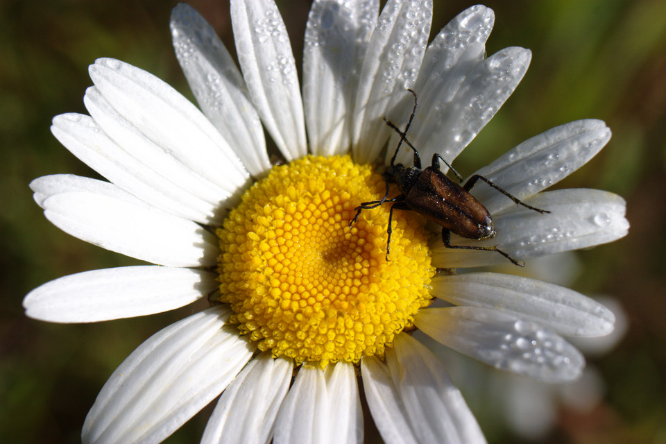 Stink Bug and a Daisy