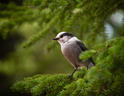 Gray Jay in a Tree