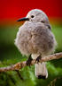 Clark's Nutcracker