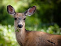 A Deer Eating Clover