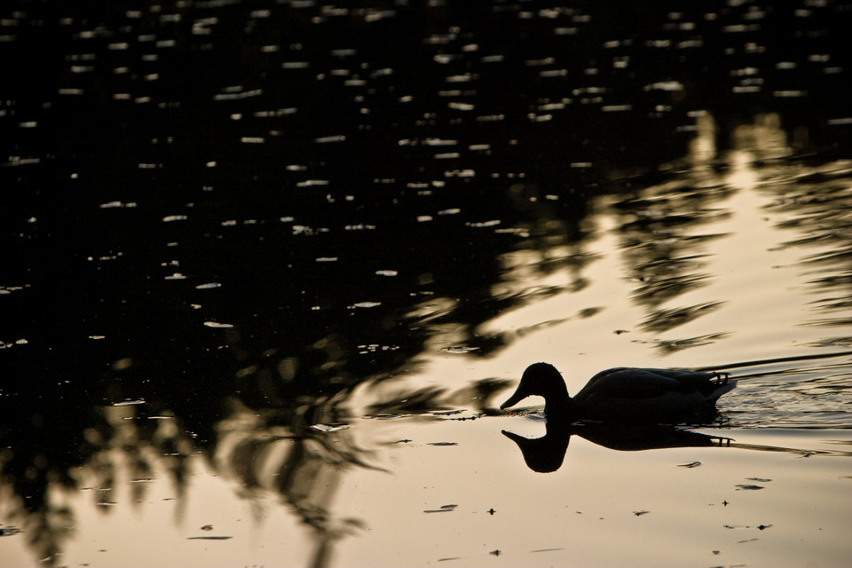 Duck the Loner