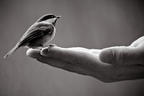 A Bird in Hand