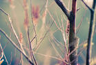 Twigs & Things