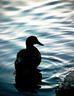 Duck Silhouette