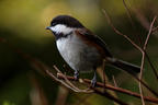 A Friendly Chickadee