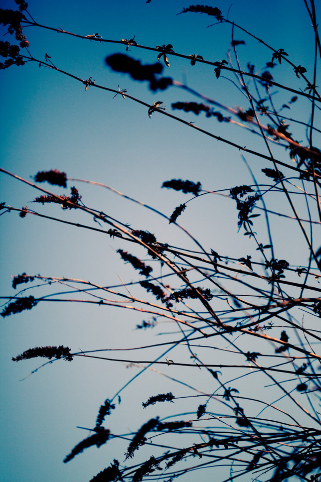 Winter Bunches