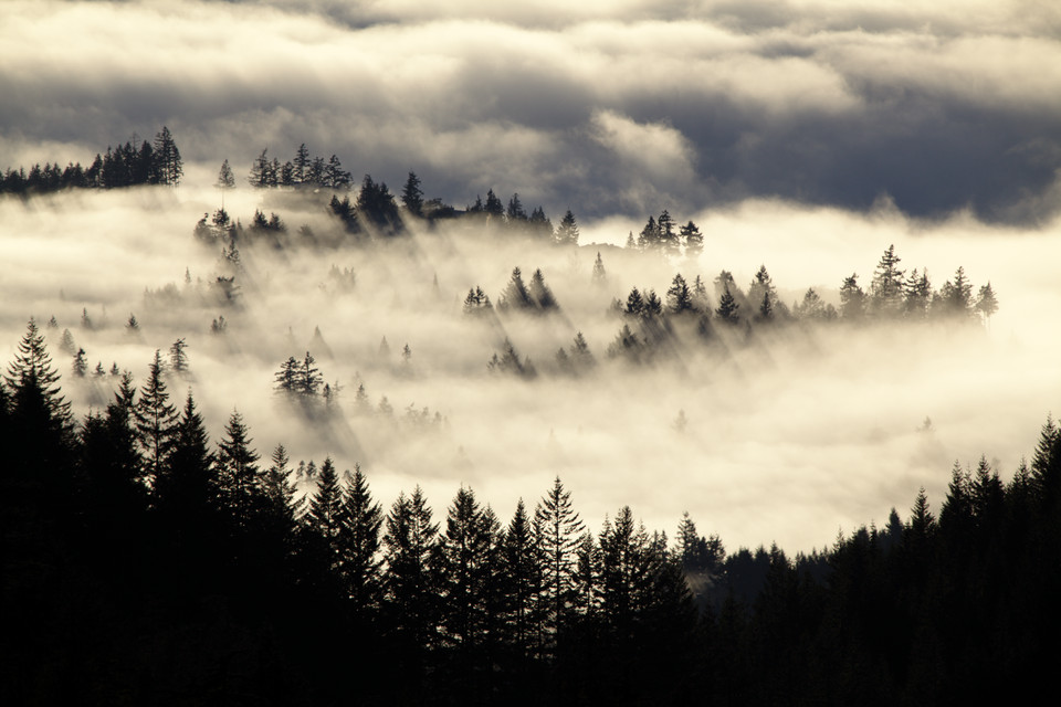 Tree Tops