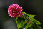 Bokeh of a Bougainvillea