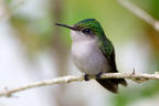 Antillean Crested Hummingbird