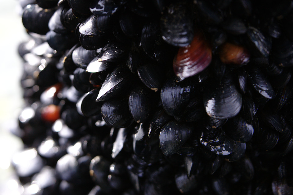 Cluster of Mussels