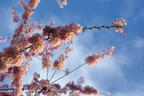 Blossoms in the Sky