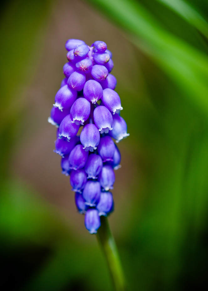 Muscari Armeniacum