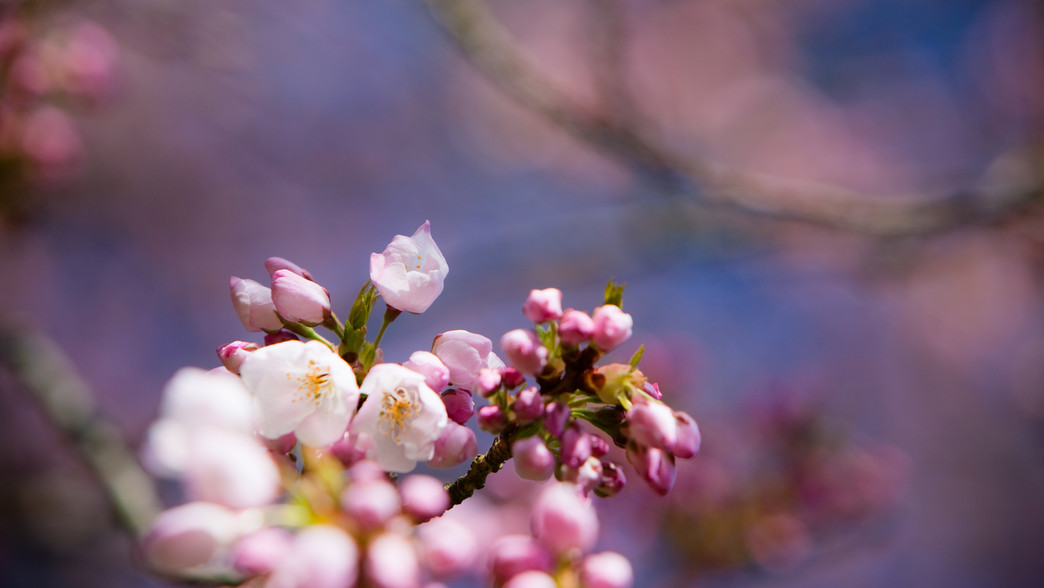 Dreaming of Pink