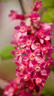 Red-Flowering Currant