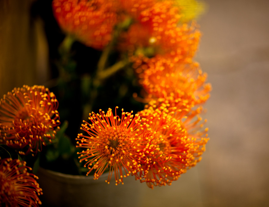 Pincushions for Sale