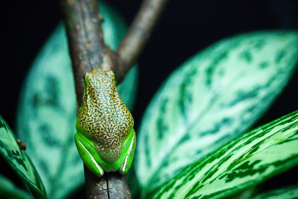 The Frog of the Wood