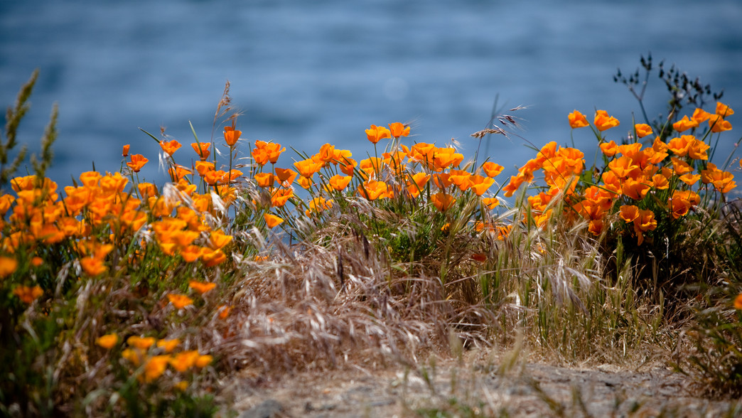 Poppies at Sea