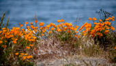 Poppies at Sea