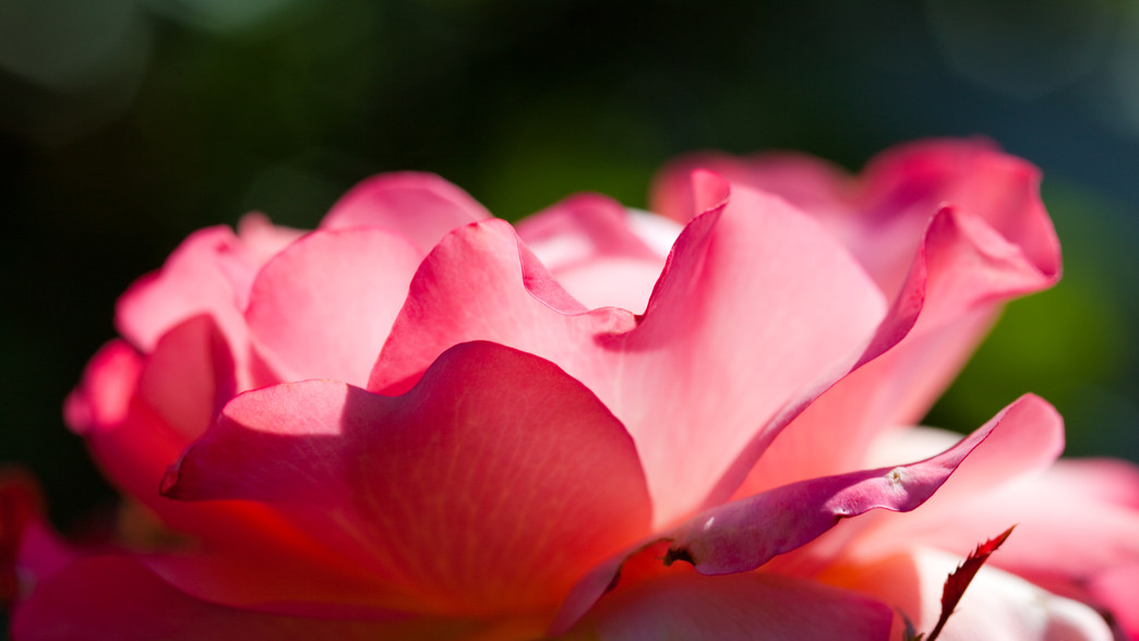 Petals of Pink