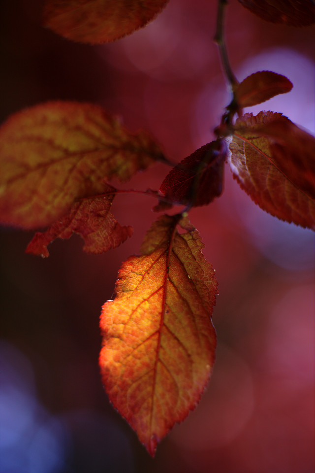 A Little Red