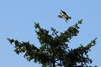 A Hawk's Departure